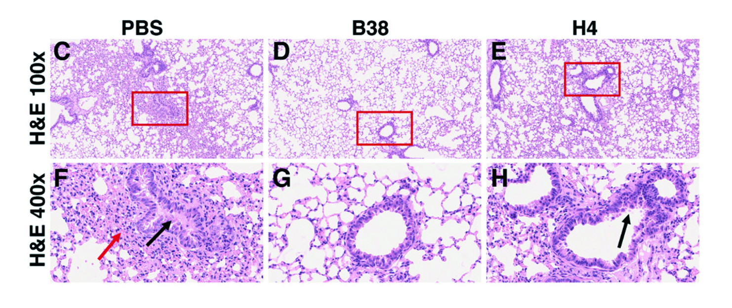 Neutralizing Antibodies Block COVID-19 Virus Binding to Its Receptor ACE2