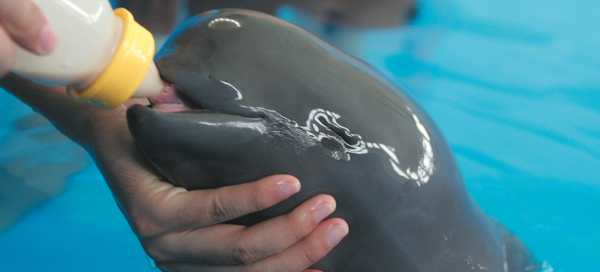 To Keep the Smile of Yangtze Finless Porpoise