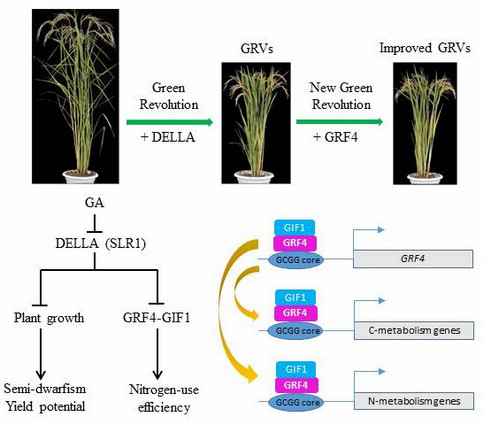 Have It All: Enhancing Nitrogen Response in Rice While Inhibiting Its Growth