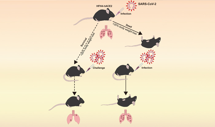 SARS-CoV-2 Infection in Human ACE2 Transgenic Mice