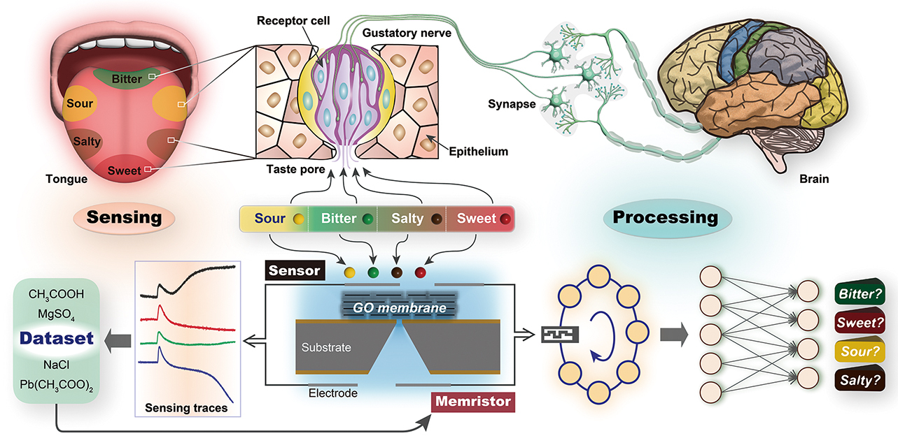 An Electronic Tongue That Tastes