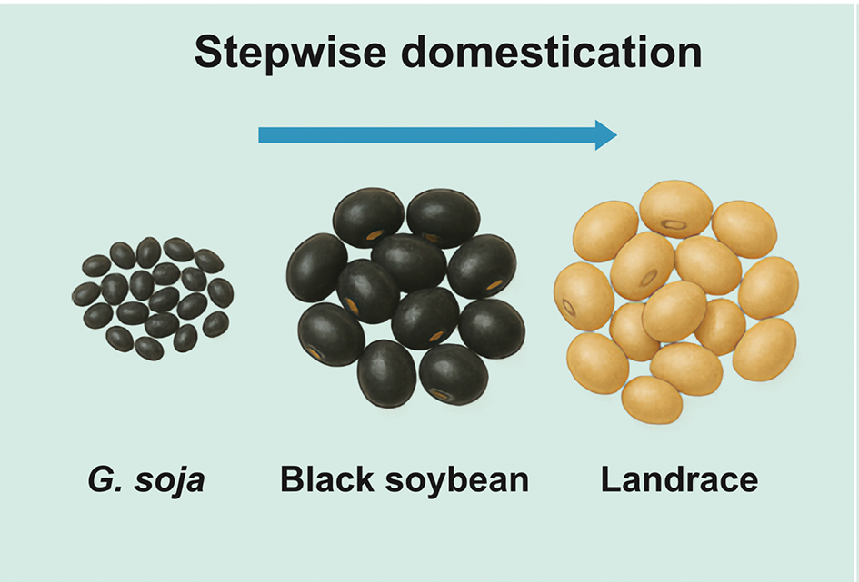 The Soybean’s Missing Link