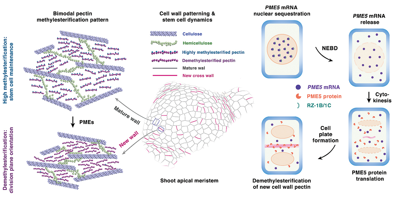 Soft Walls, Precise Divisions