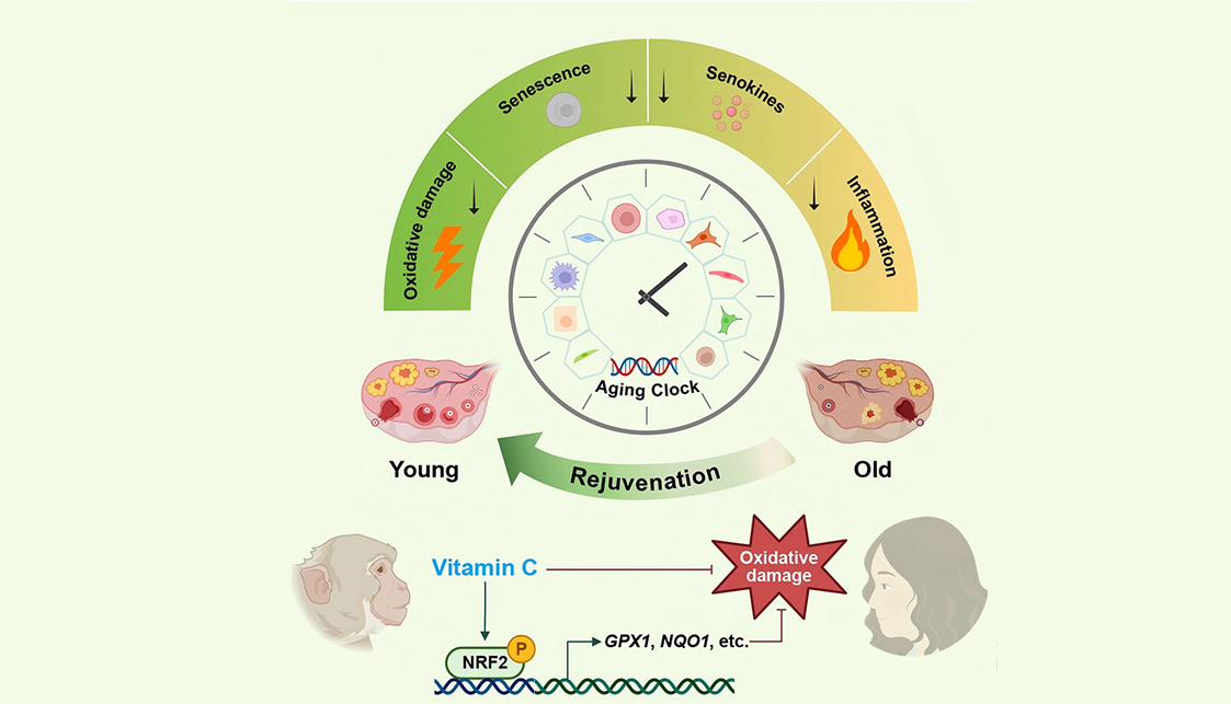 <p>Vitamin C Fights Primate Ovarian Aging</p>