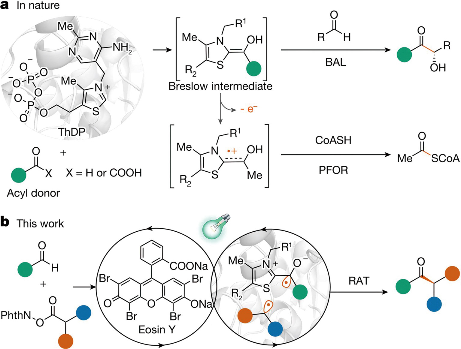 Developing Thiamine-Dependent Photobiocatalysis: Teaching an Old Enzyme New Tricks by Light and Directed Evolution