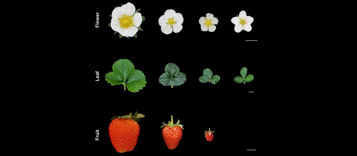 Wild Origins and Domestication Syndrome of the Garden Strawberry Revealed