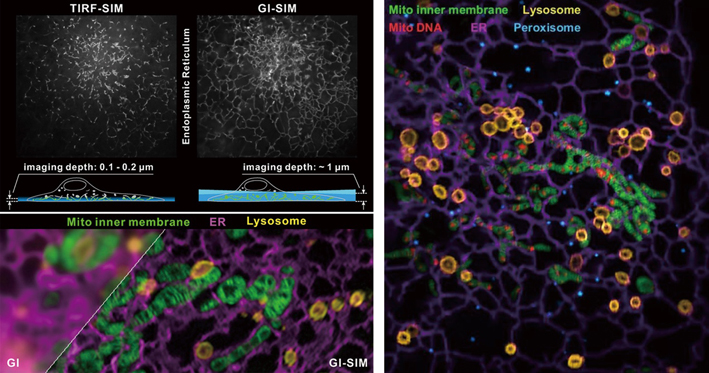 Witness Intracellular Events with New Imaging Tool