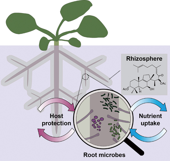 Root Chemicals Help Plants Shaping Soil Microbes