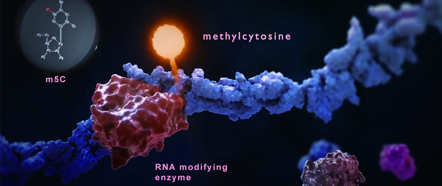 A Tiny Mark on RNA Promotes Tumor Growth and Aggressiveness
