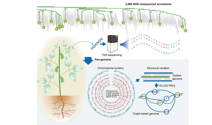 Constructing a Genomic Map for All Soybeans