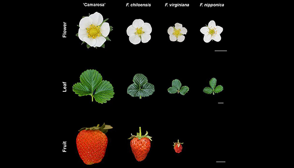 Wild Origins and Domestication Syndrome of the Garden Strawberry Revealed