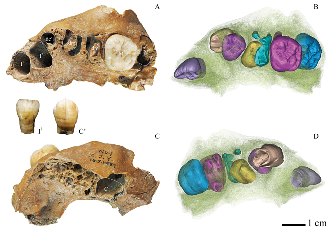 Dental Study of Juvenile Archaic Homo Fossil Gives Clues about Human Development