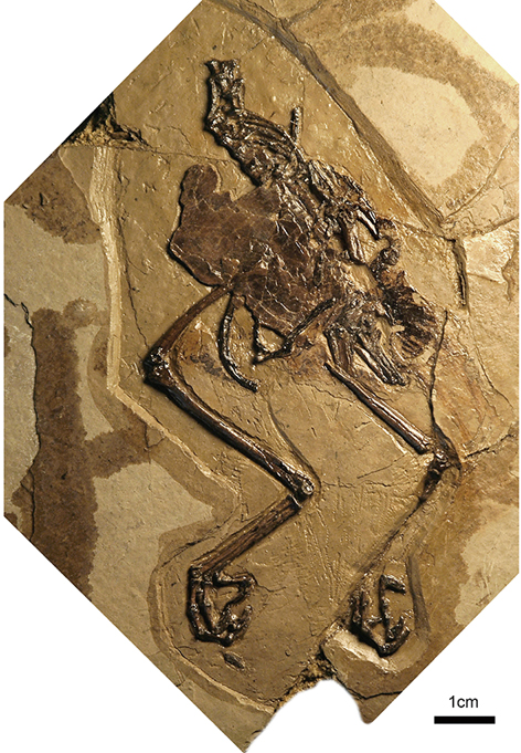 New Cretaceous Fossil Sheds Light on Avian Reproduction