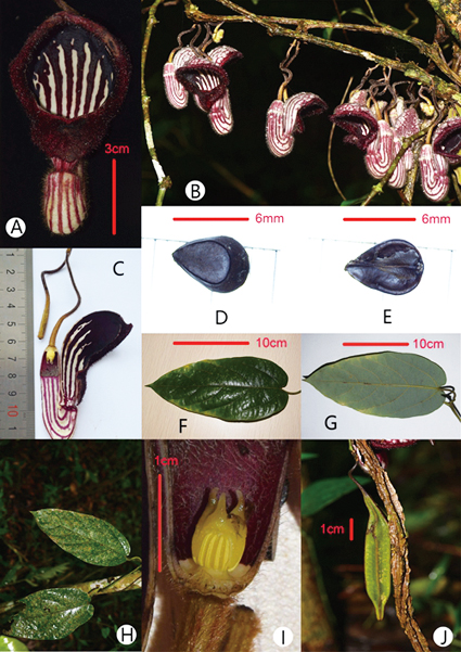 A New Species of Birthwort Found in South China
