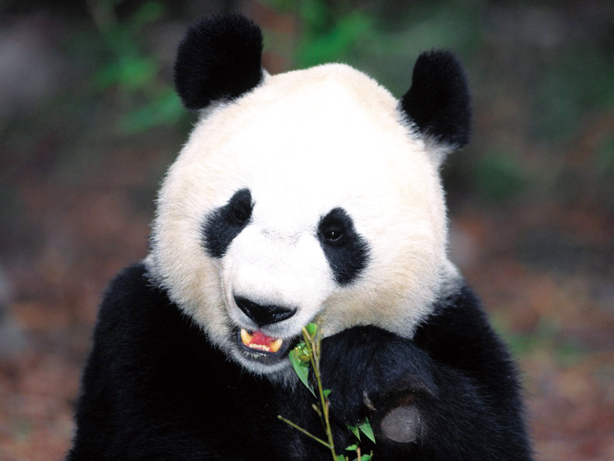 Benefit of Giant Panda Conservation Far Exceeds Cost, Experts Say